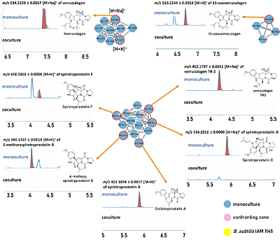 Siderophores can alter the population dynamics of fungal-bacterial communities by inhibiting specialized metabolism