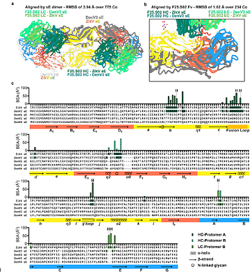 Structural basis for antibody cross-neutralization of dengue and Zika viruses