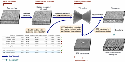 AreTomoLive: Automated reconstruction of comprehensively-corrected and denoised cryo-electron tomograms in real-time and at high throughput