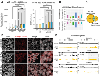 p53 status determines the epigenetic response to demethylating agents Azacitidine and Decitabine.