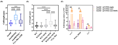The histidine kinase NahK in Pseudomonas aeruginosa is essential for nitric oxide-stress resistance in nutrient starved media