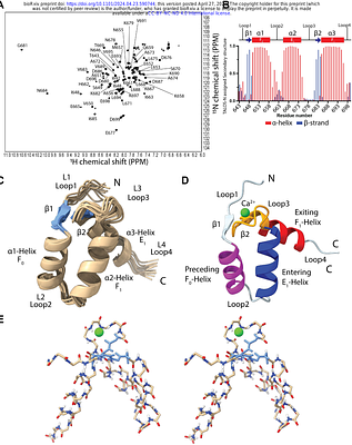 An AI-informed NMR structure reveals a LETM1 F-EF-hand for two-way mitochondrial calcium regulation.