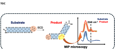 Mid-Infrared Photothermal Imaging of Fatty Acid Desaturation Reaction in Cancer Cells