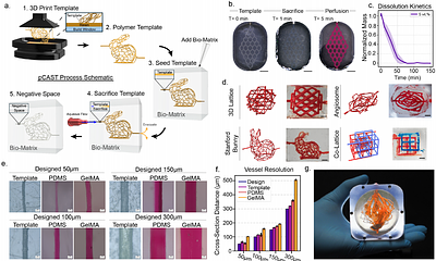 Photopatterned Sacrificial Vascular Architectures for Large Tissue-Scale Oxygenation