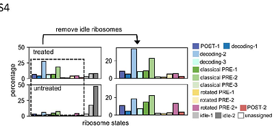 rRNA Expansion Segments Mediate Ribosome Dimerization as a Conserved Stress Response
