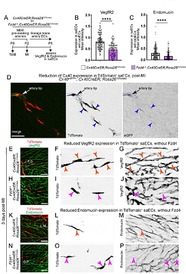 Cell-autonomous Wnt activity promotes transient re-programming and cell cycle re-entry of coronary artery endothelial cells