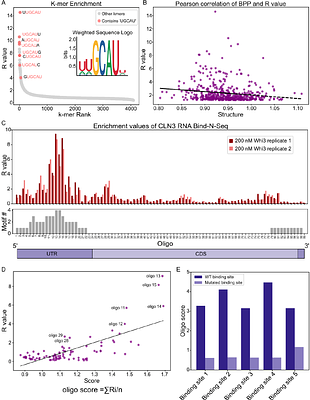 Sequence and structure of protein binding sites in RNA impact biomolecular condensates