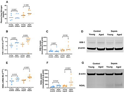 Advanced Age in Mice Exacerbates Sepsis-Induced Inflammation, Vascular Permeability, and Multi-Organ Dysfunction