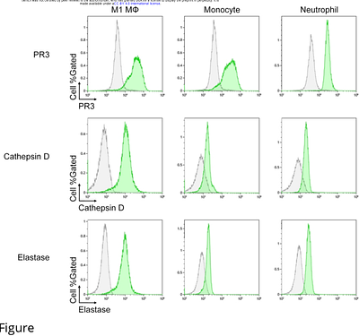 Proteinase 3 is involved in presepsin production through neutrophil extracellular trap phagocytosis by macrophages