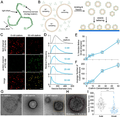 Clathrin is an Intrinsic Driver of Membrane Fission