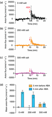 Under salt stress quinoa stomatal guard cells control transpiration in an ABA-primed manner