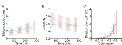 Mechanical interaction enables a collective mode of protocell proliferation
