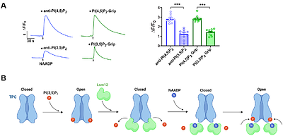 NAADP elicits two-pore channel currents by lifting Lsm12-mediated inhibition of PI(3,5)P2 activation