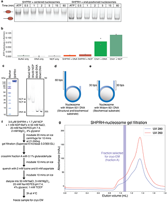 In silico screening identifies SHPRH as a novel nucleosome acidic patch interactor