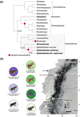 From diet to defense: serpin duplication and gene-expression evolution as putative contributors to poison-frog alkaloid sequestration