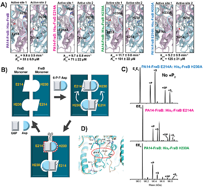 Elucidating the half-site reactivity mechanism of Salmonella enterica FraB deglycase using native mass spectrometry