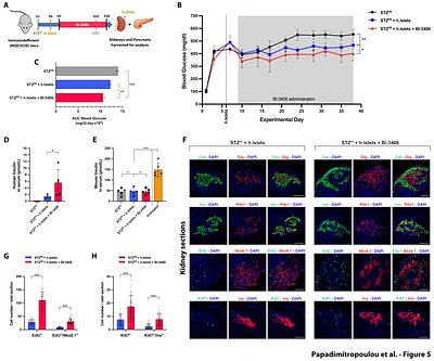 Pharmacological targeting of SOS1-RAS interaction triggers pancreatic β-cell proliferation and sustainably reverses diabetic hyperglycemia