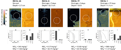 Maize root growth, Oxygen and N availability drive formation of N2O hotspots in soil