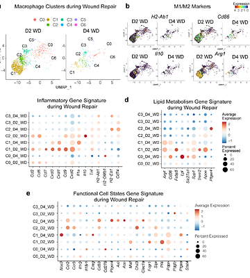 Comparative single cell analysis of wound and cancer identifies the metabolic dialogues between tumor initiating stem cells and macrophages