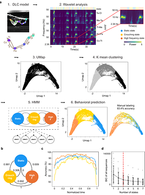 Unsupervised discovery and predictive sensorimotor transformation of spider prey capture through active vibration sensing