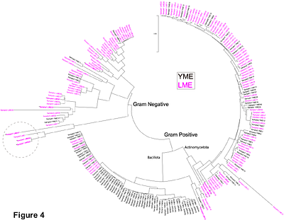 Leaf Mold Agar Facilitates Recovery of Soil Bacterial Diversity Beyond Bacillus Dominance