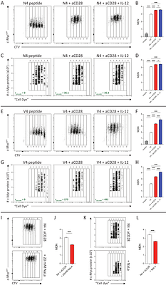 The STORE.2 model of the T cell proliferative phase considering c-Myc