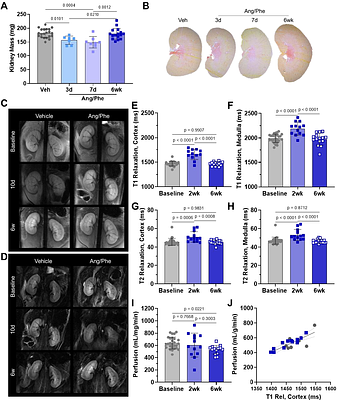Tracking Inflammation and Fibroblast Activation in Hypertensive Heart Failure Across the Cardio-Renal Axis