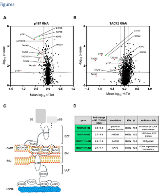Beyond a Linear Structure: The Tubular Organization of the Tripartite Attachment Complex and the Functional Role of TAC53