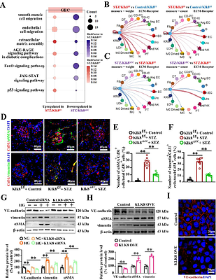 Endothelial Kallikrein-Related Peptidase 8 Promotes Diabetic Nephropathy through a LIFR dependent mechanism