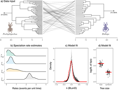 Macroevolutionary Rates of Species Interactions: Approximate Bayesian Inference from Cophylogenies