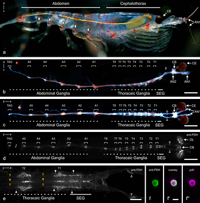 The neuronal clock network in the polar key species Antarctic krill (Euphausia superba)