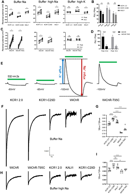 Stabilized ion selectivity corrects activation drift in kalium channelrhodopsins