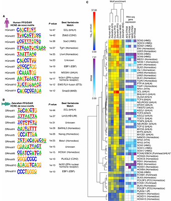 Functional genomics analysis of developing zebrafish and human endoderm reveals highly conserved cis-regulatory modules controlling vertebrate organogenesis