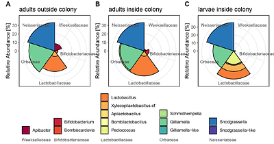 Bumble bee microbiota shows temporal succession and increase of lactic acid bacteria when exposed to outdoor environments