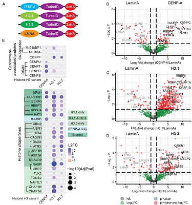 Replication stress alters CENP-A nucleosome stability during S phase