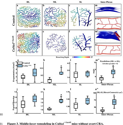 A Three-dimensional Analytical Framework for Retinal Microvasculature Reveals Layer-associated Vulnerability in Development and Neovascular Remodeling