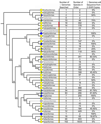 Retention of a female-specific growth hormone receptor gene correlates with reverse sexual size dimorphism in birds