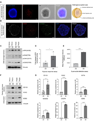 MAPK14/p38α Shapes the Molecular Landscape of Endometrial Cancer and promotes Tumorigenic Characteristics
