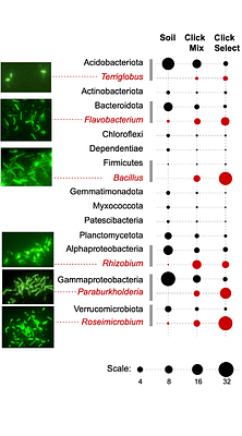 BONCAT-Live for isolation and cultivation of active environmental bacteria