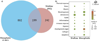 Does local adaptation influence thermal responses in red coral populations across depth gradients? Transcriptomic insights for effective conservation.