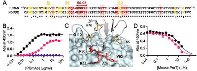 POmAb, an antibody targeting open prothrombin, results in anticoagulation without excessive bleeding in mice