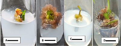 Phytochemicals and Antioxidant Activity of Leaf Extract and Callus Cultures of Cinnamomum camphora L.