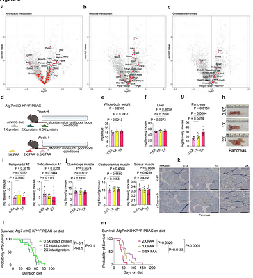 Pancreatic cancer-associated organ dysfunction promotes muscle autophagy and contributes to peripheral tissue wasting