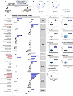 Generation of a novel Slc7a9G105R mutant mouse identifies new biomarkers for cystinuria