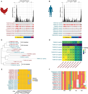 A molecular and spatial resource defining tubulin isotype organization during corneal development