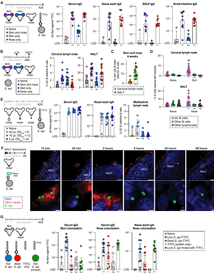 Microbial mechanistic requirements for eliciting a topical and intranasal immune response