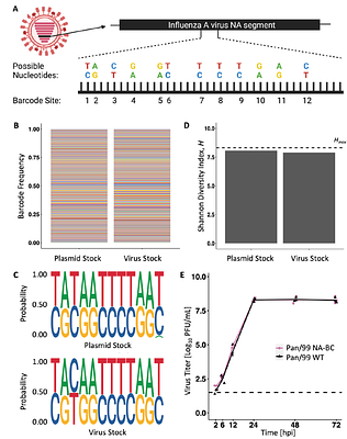 Viral expansion after transfer is a primary driver of influenza A virus transmission bottlenecks
