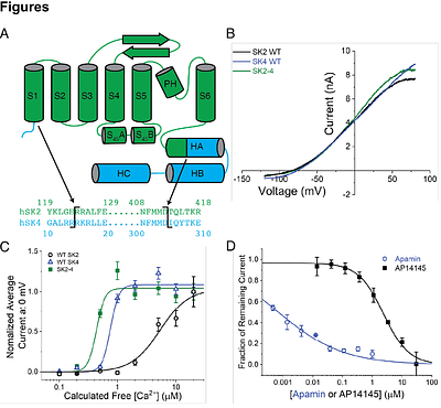 Mechanism of SK2 channel gating and its modulation by the bee toxin apamin and small molecules