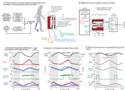 The mammalian muscle spindle as a tunable feedback controller in locomotion