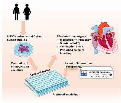 Modeling Atrial Fibrillation through Intermittent Tachypacing-Induced Remodeling in hiPSC-Derived Atrial Cardiomyocytes and Atrial Fibroblast